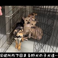 保護された野犬たち