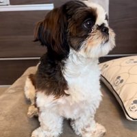 横を向いている茶々丸くん