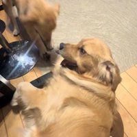 仲良くワンプロ中♪