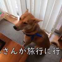 元気がないワンジローくん