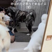 入れ替わり立ち替わり