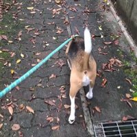 足をかばうこま君3