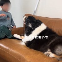 「おいで」