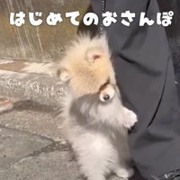 初めてのお散歩