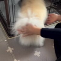 逃げる犬