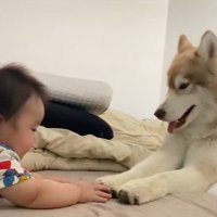 茶々丸くんと赤ちゃん2