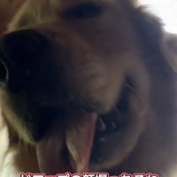 カメラに顔を寄せる犬