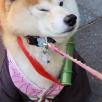 散歩をきっぱり拒否