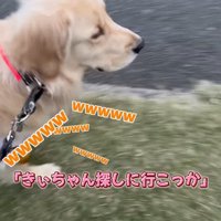 芝生の上を早歩きする犬