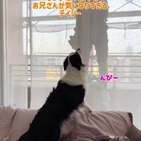 デイジーちゃんが監視！？