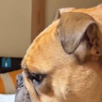 ジッと何かを見つめる犬