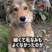 ラッキーくんの変化