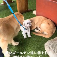 大型犬に囲まれたしろ君8