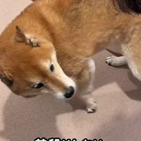 見事なヒコーキ耳を披露♡