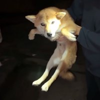 抱き上げられて静かにしている犬