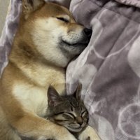 眠っている犬と猫