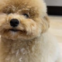 もふもふが自慢のちくわちゃん