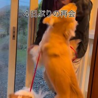 ざらめちゃんとパパの再会7