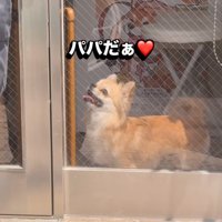 笑顔で見上げる犬