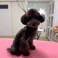 カットした犬