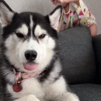 ジジちゃんを触ろうとする赤ちゃん