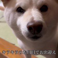 キラキラの目でお出迎え