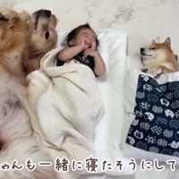 3人で並んでお昼寝♡