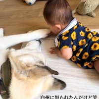 赤ちゃんの手を触る犬