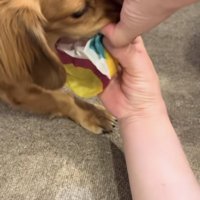 紙風船を離さない犬