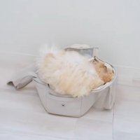 おやつを探すぽぬちゃん