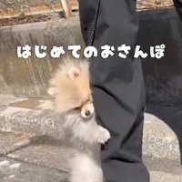 外が怖くて足にぎゅっ