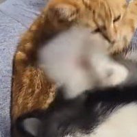 耳を震わせる犬