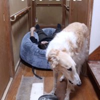 パパさんを踏み越えて、おやつゲット