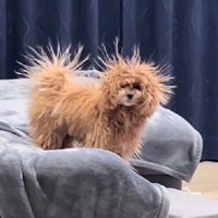 これがぽんたちゃん…！？