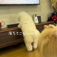 ボールがないか確認