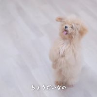 「ちょうだい」のサインも♪