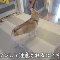 ハスキーに頼ってみた！！