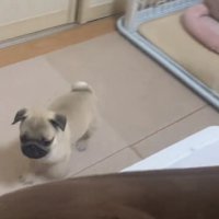 ケージの外を歩く犬