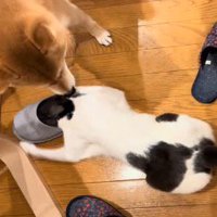 スリッパの中に頭を入れた猫に顔を近づける犬