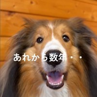 ソフィーちゃんのビフォーアフター6