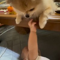 イクラちゃんと赤ちゃん9