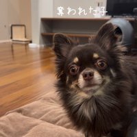 よもぎ君VSしょうぶ君の喧嘩⑩