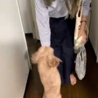 お出迎えするニコちゃん