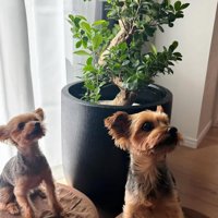 いただきものの観葉植物と小型犬達