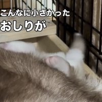 後ろ足を高く上げる子犬