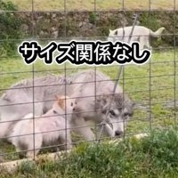 腰を低くしたまま立ち上がるウルフドッグ