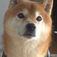 ママを見つめるはちくん