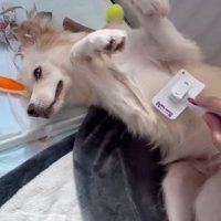 ぼーちゃんの変化5