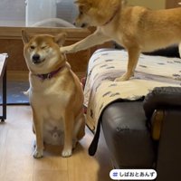 お顔にチョイチョイと触れてアピール