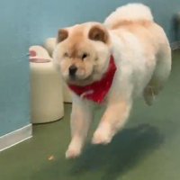 走りながら、咥えていたおやつを落とすチャウチャウ